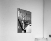 Dead & Twisted Acrylic Print