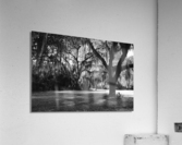 Silent Observers Acrylic Print