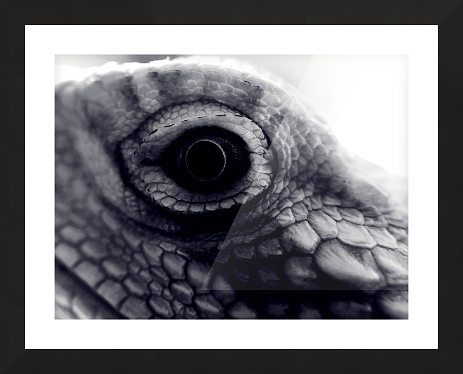 Dragon’s Eye Picture Frame print