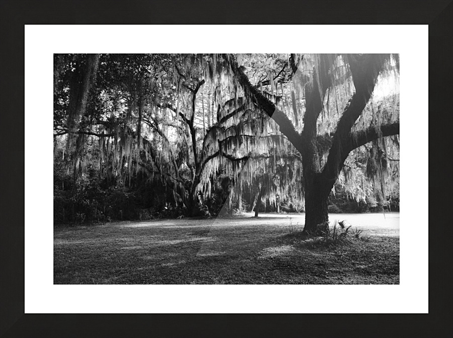 Silent Observers Picture Frame print