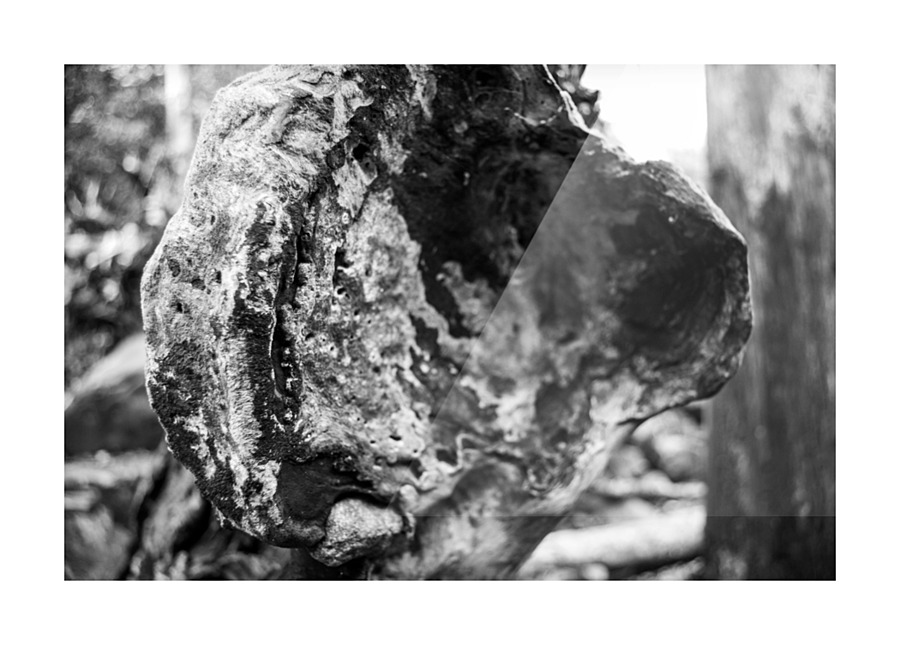  Nature’s Art Picture Frame print