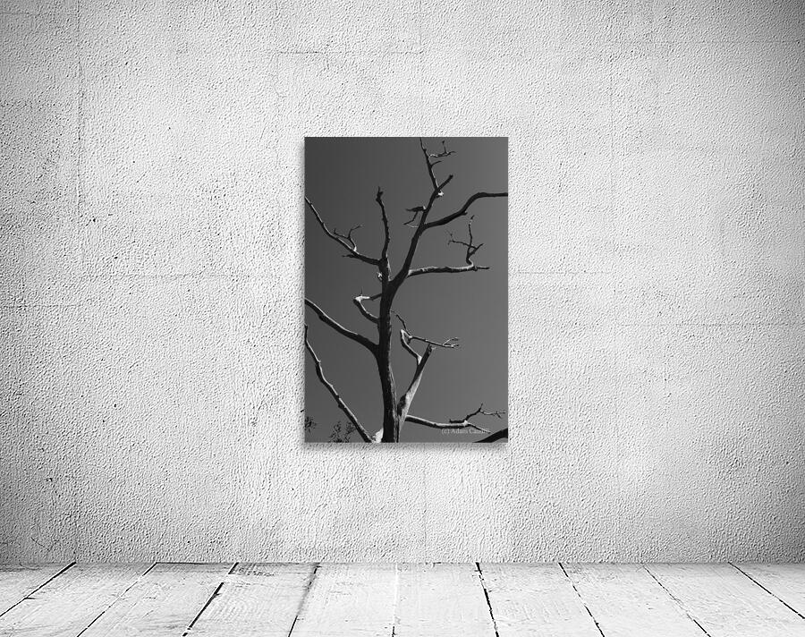 Bare Bones Wall Preview