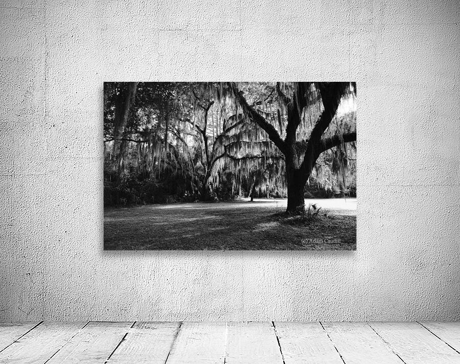 Silent Observers Wall Preview