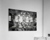 Winter Dandelion Acrylic Print
