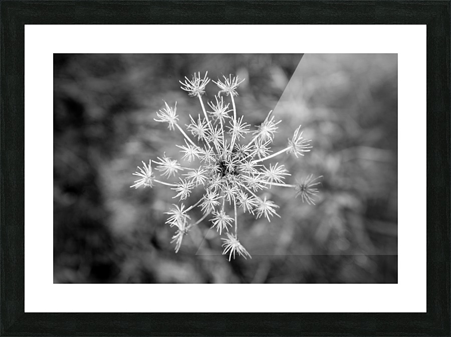 Winter Dandelion Picture Frame print