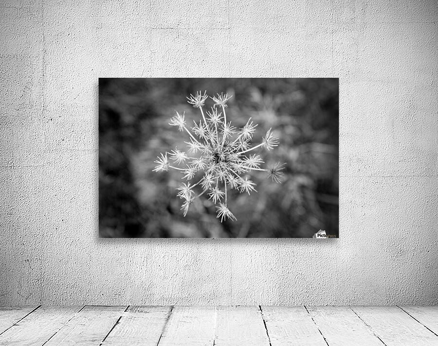 Winter Dandelion Wall Preview