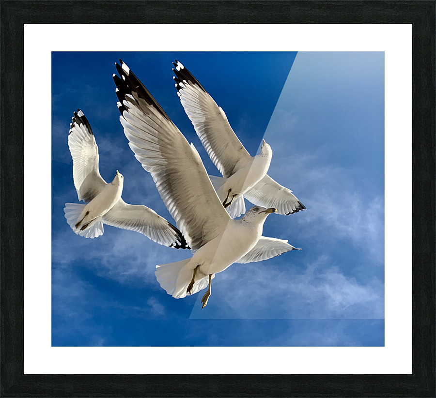 IMG 6216 1 Picture Frame print