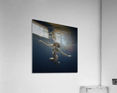 Water drop Acrylic Print