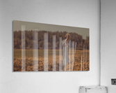 Spring came Acrylic Print