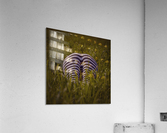 Zebra meets friends Acrylic Print