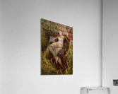 Summer time Acrylic Print