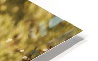 Summer tenderness HD Metal print