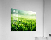 Field morning Acrylic Print