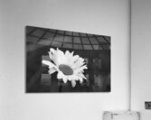 A Spring Tune Acrylic Print