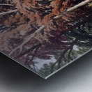 Black Poplar Tree Metal print