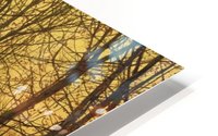 A Golden Idyll HD Metal print