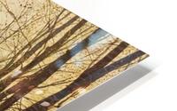 Golden Eve HD Metal print