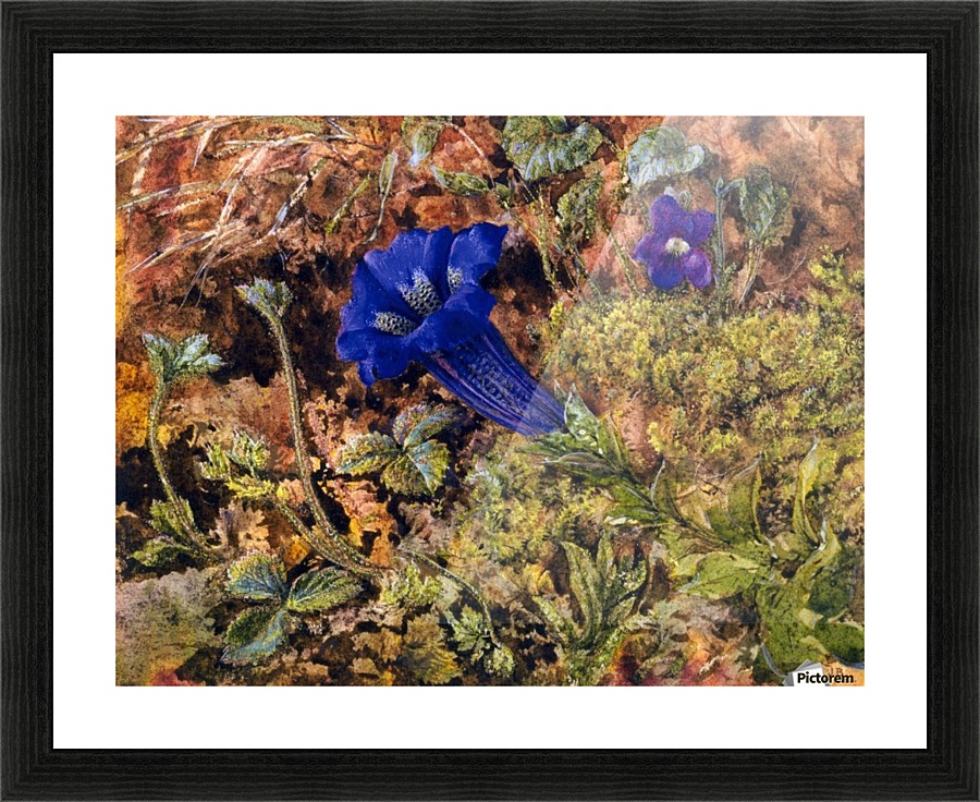Gentian 1862 Picture Frame print