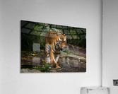 Asian Tiger Acrylic Print