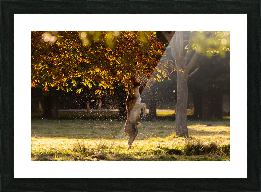 Deer Shower Picture Frame print