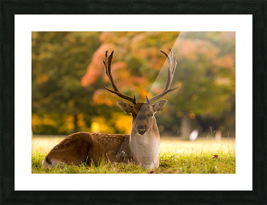 Hello Deer Picture Frame print