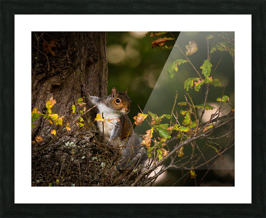 Hello Squirrel Picture Frame print