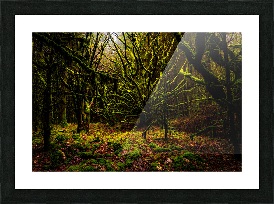 Dark Forest Picture Frame print