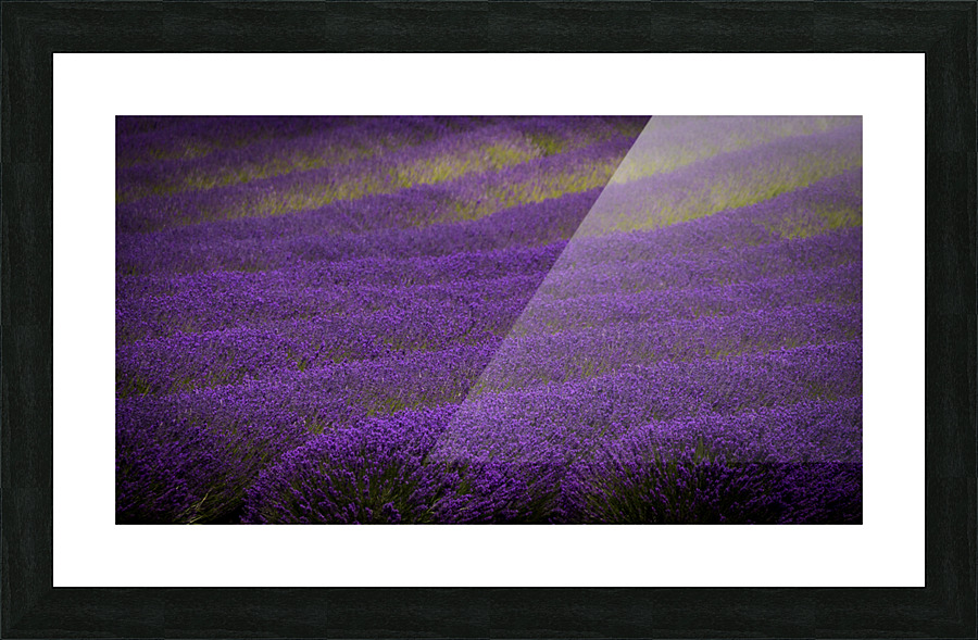 Lavender Tree Picture Frame print