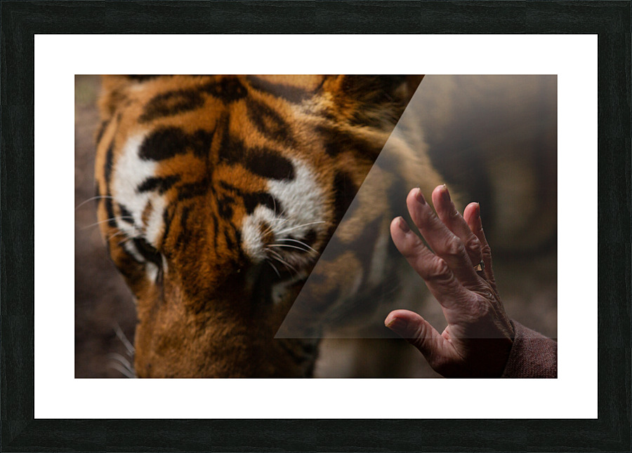 Asian Tiger Picture Frame print