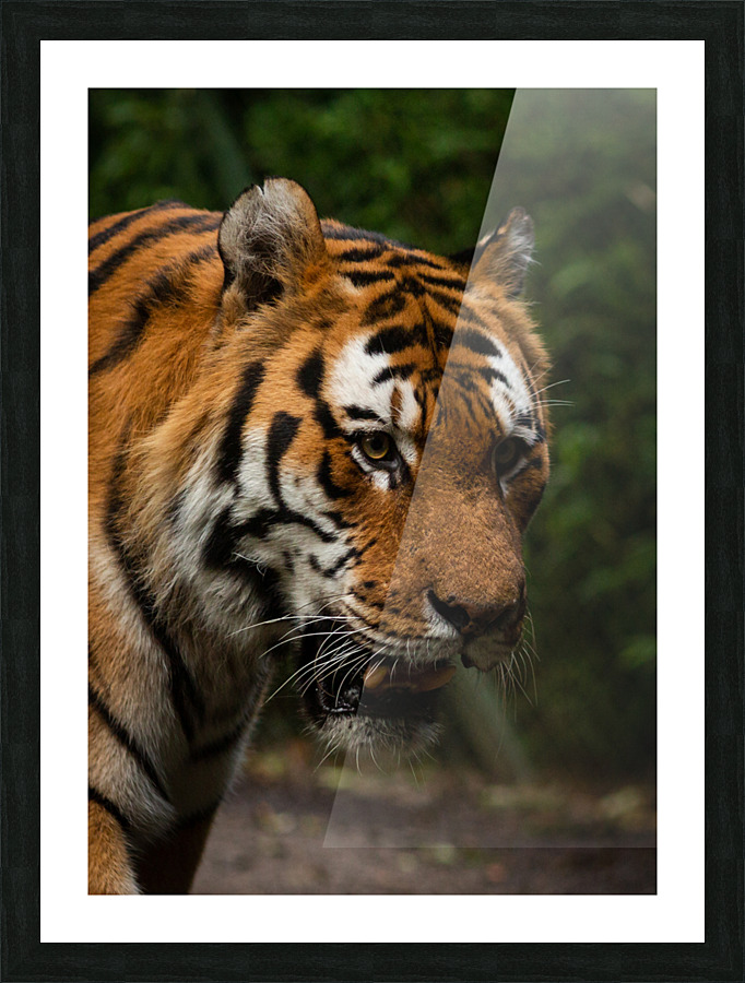 Asian Tiger Picture Frame print