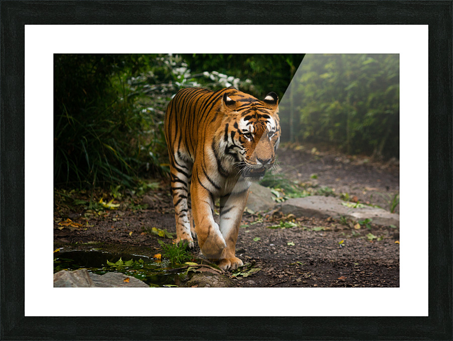 Asian Tiger Picture Frame print