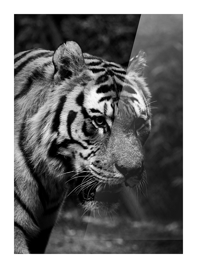Asian Tiger Picture Frame print