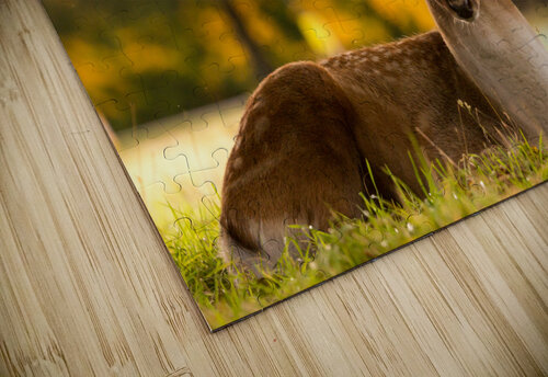 Hello Deer Timmy Keane puzzle