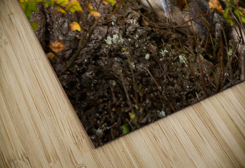 Hello Squirrel Timmy Keane puzzle