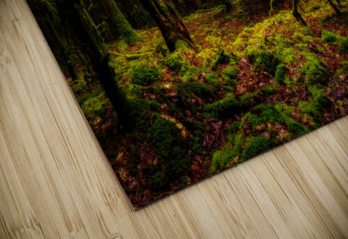 Dark Forest Timmy Keane puzzle
