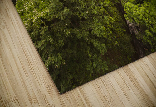 Treetops Timmy Keane puzzle