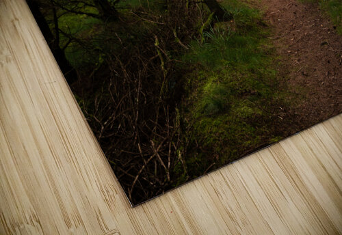 Inviting Forest Timmy Keane puzzle