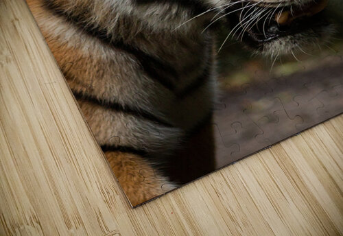 Asian Tiger Timmy Keane puzzle