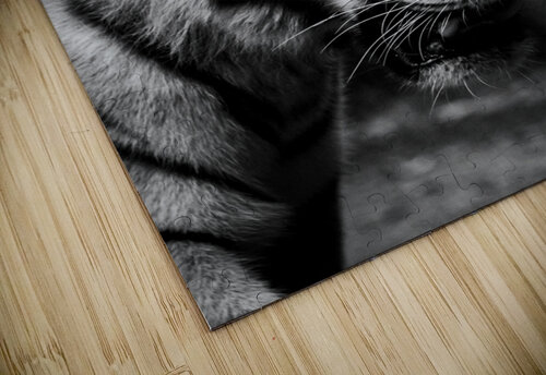 Asian Tiger Timmy Keane puzzle