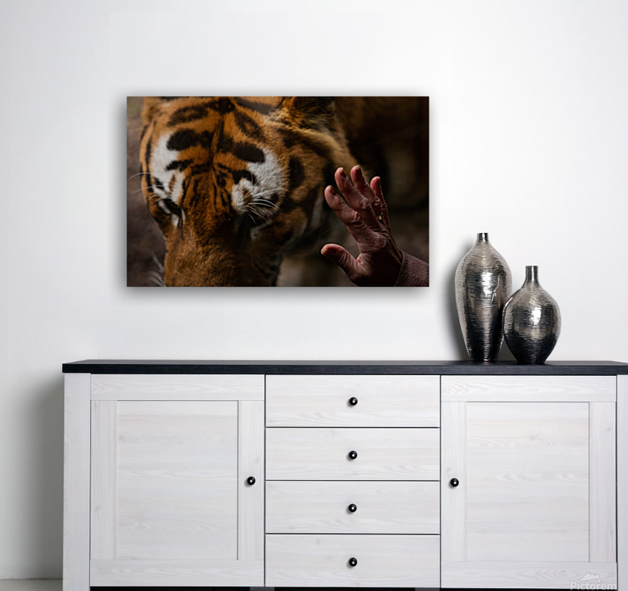 Asian Tiger Reproduction