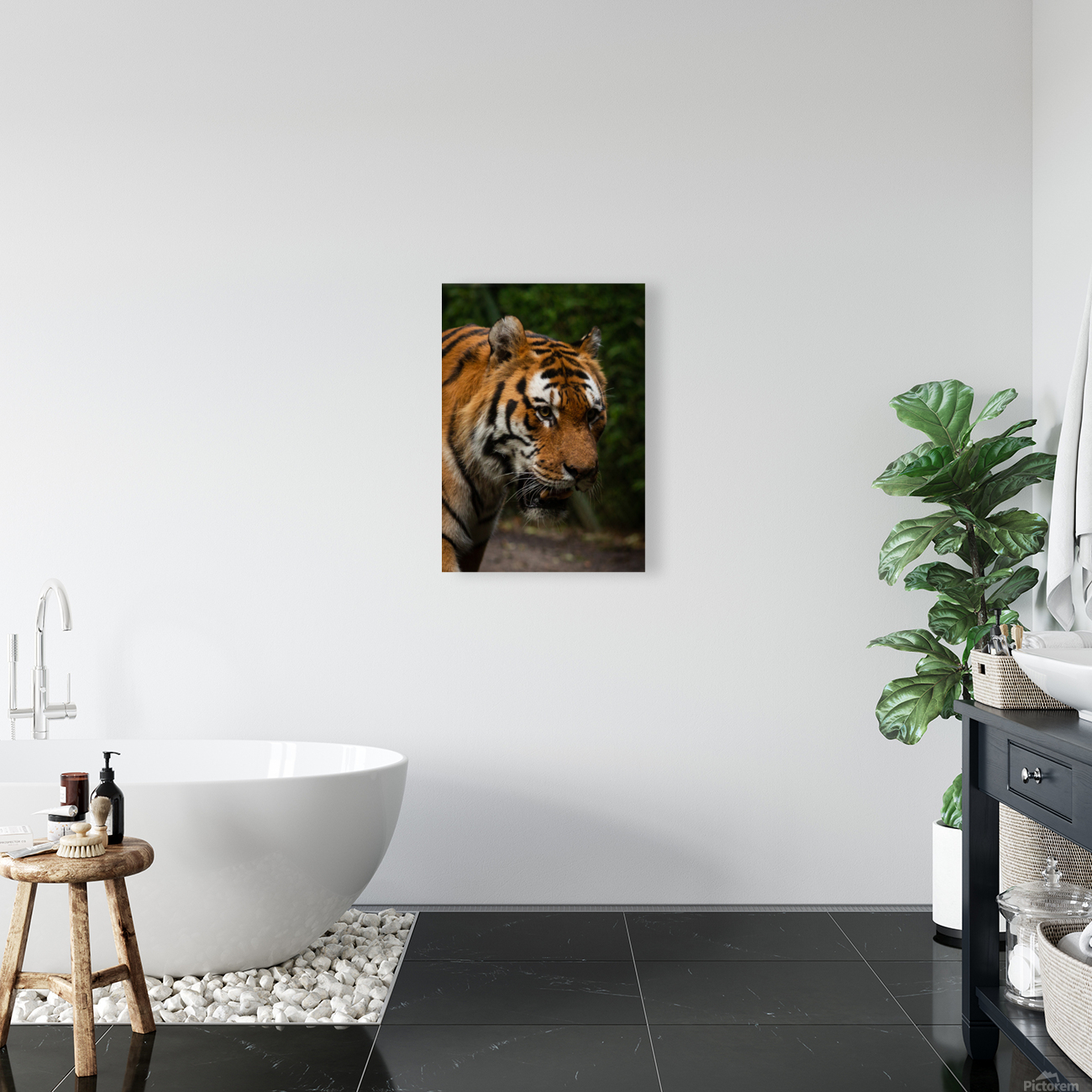Asian Tiger Reproduction