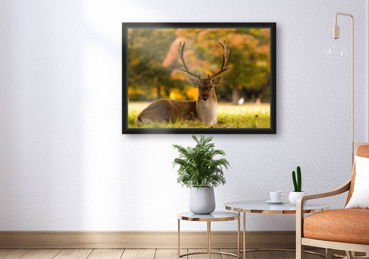 Hello Deer by Timmy Keane