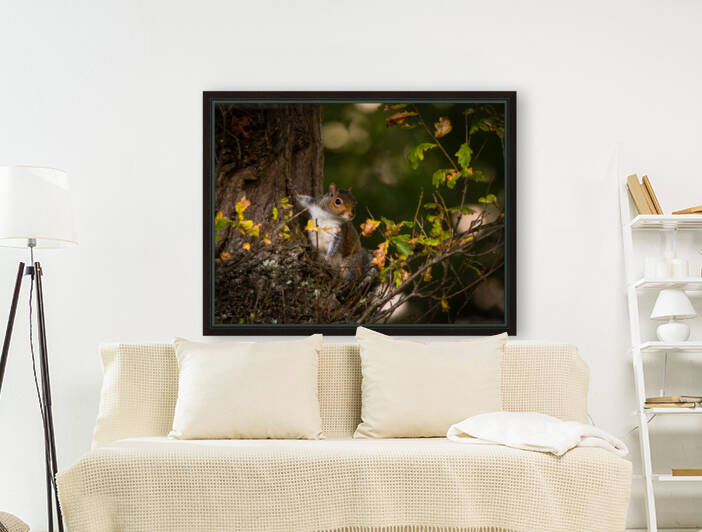 Hello Squirrel Reproduction