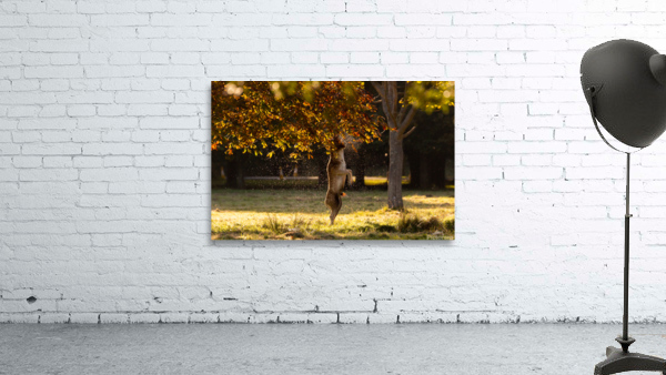 Deer Shower Wall Preview