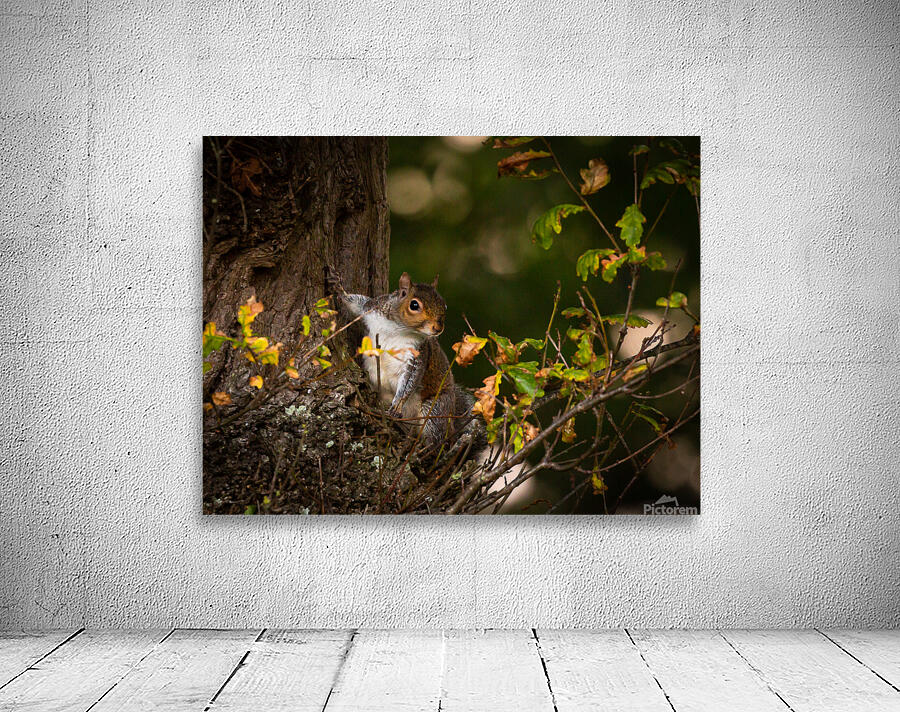 Hello Squirrel Wall Preview