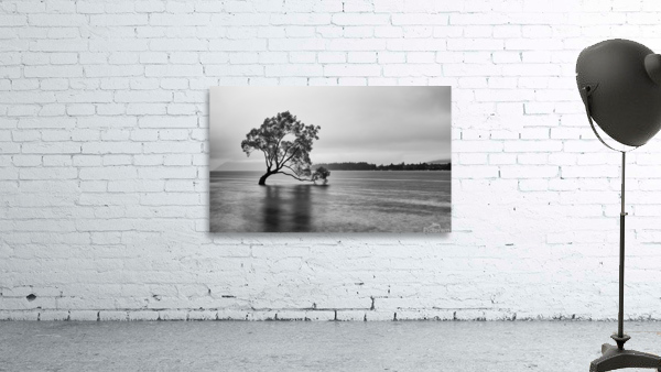 Wanaka Stranded Tree Wall Preview