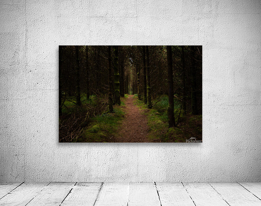 Inviting Forest Wall Preview