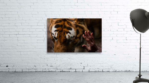 Asian Tiger Wall Preview