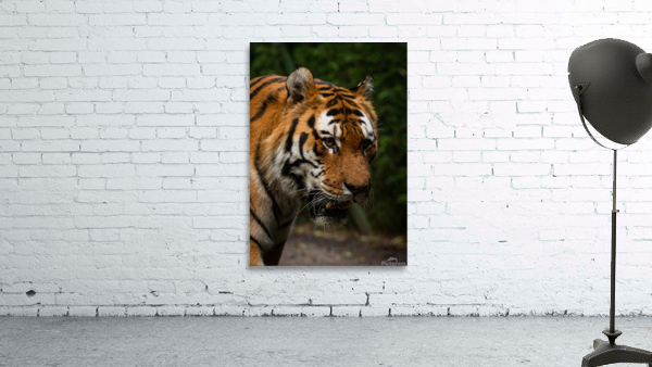 Asian Tiger Wall Preview