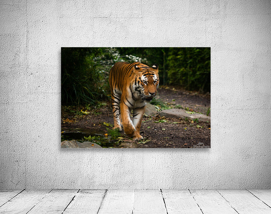 Asian Tiger Wall Preview